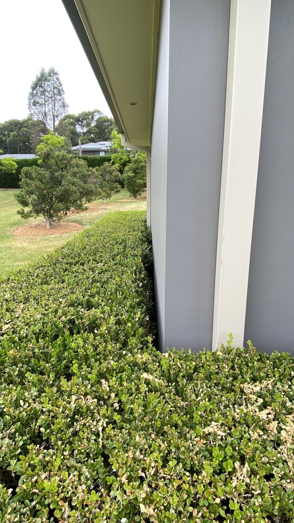 Garden beds, cladding and the edge of a Rouse Hill house